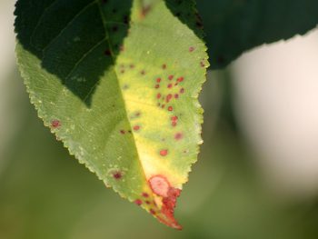 Cherry Tree Diseases and How to Prevent Them - Shary Cherry