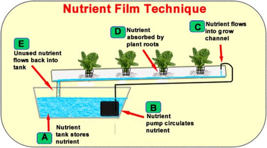  Top 5 Best Hydroponic System Reviews 2020 20200 Shary Cherry