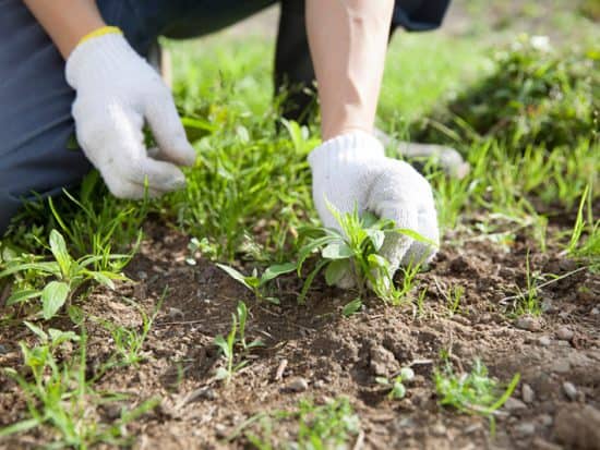 How to Kill Chickweed in Your Garden - Shary Cherry