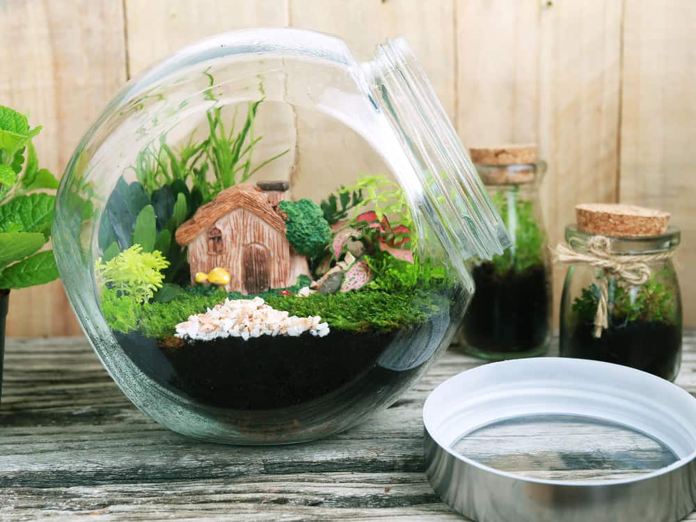 How to Grow Moss Indoors and Take Good Care of Them - Shary Cherry