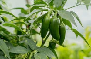 Jalapenos Plant