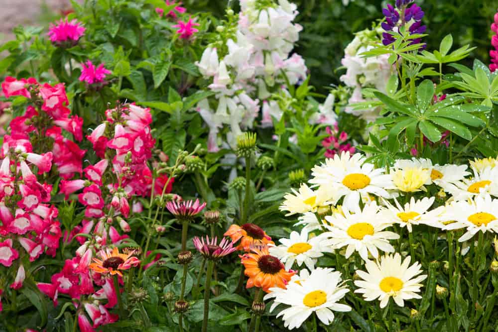 Do Perennials Come Back Every Year? (All You Need to Know About