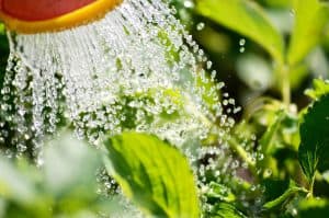 Watering the plants