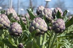 artichoke plant