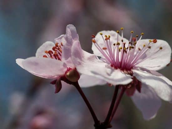 When Do Plum Trees Bloom? We Have Answers! - Shary Cherry